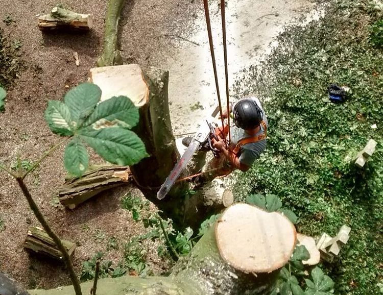 Peak District Tree Surgery