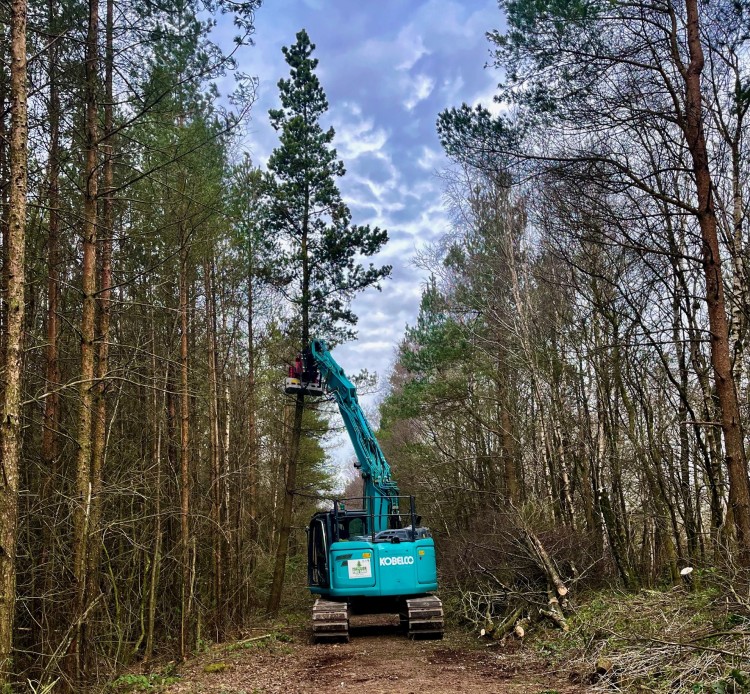 Peak District Arborist